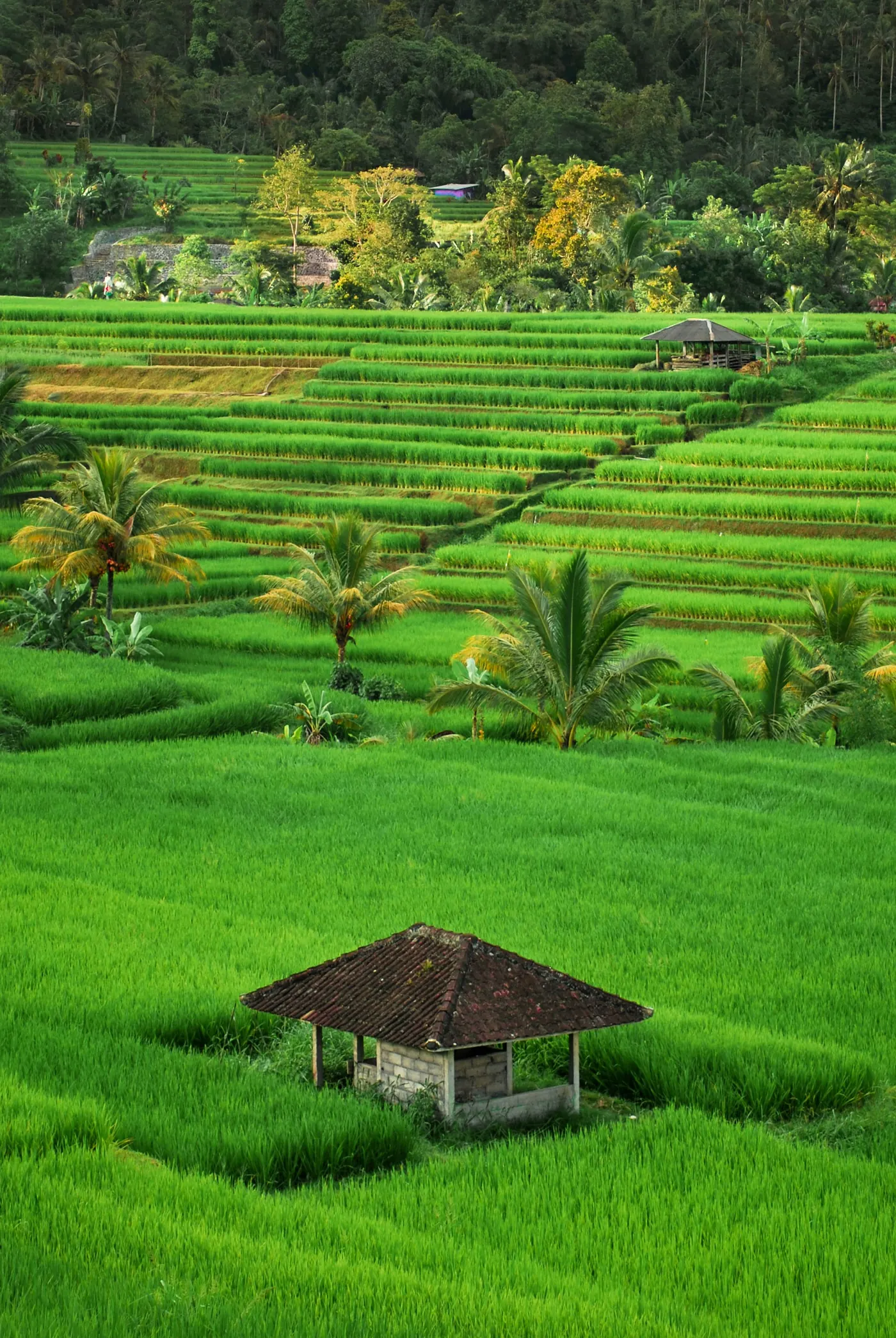 Layered green rice terraces in Bali