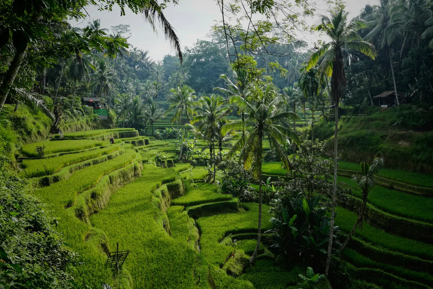 Emerald terraces, Bali inspiration