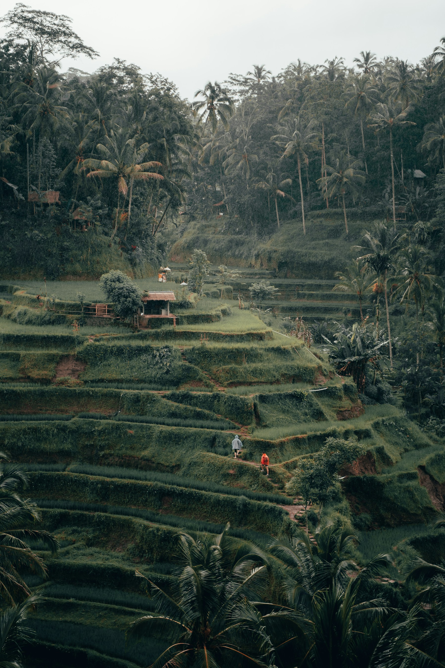 Emerald rice terraces in Tegallalang, Ubud