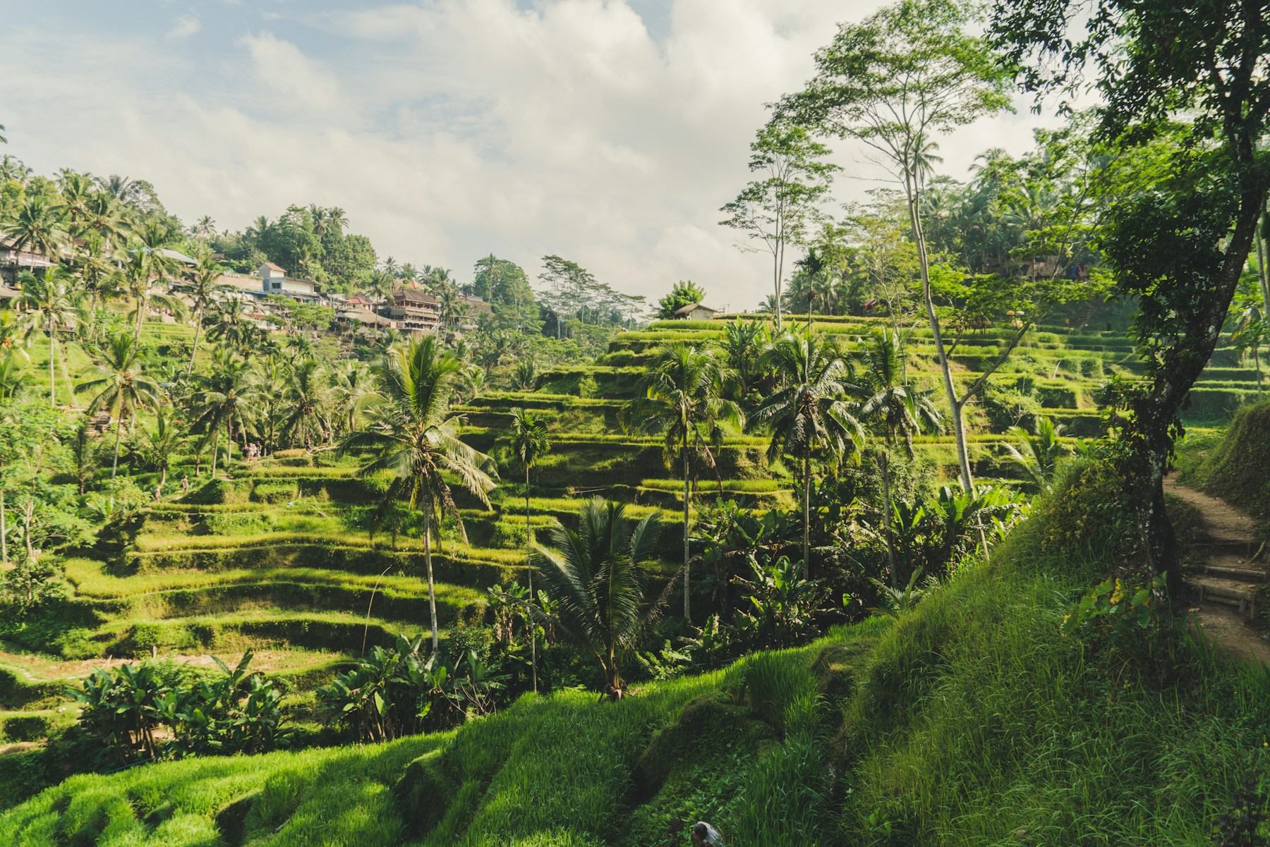 Tegallalang terraces, Ubud